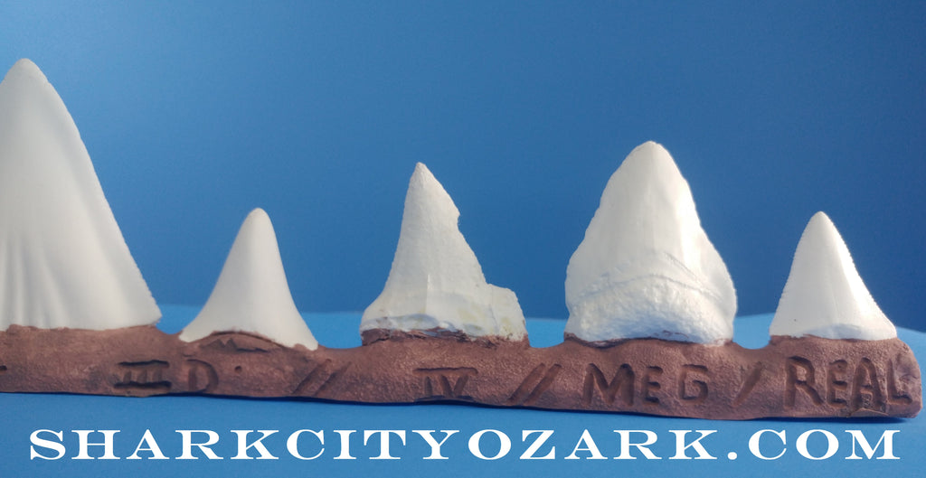 SCO's Bruce Shark Teeth Collector's Set