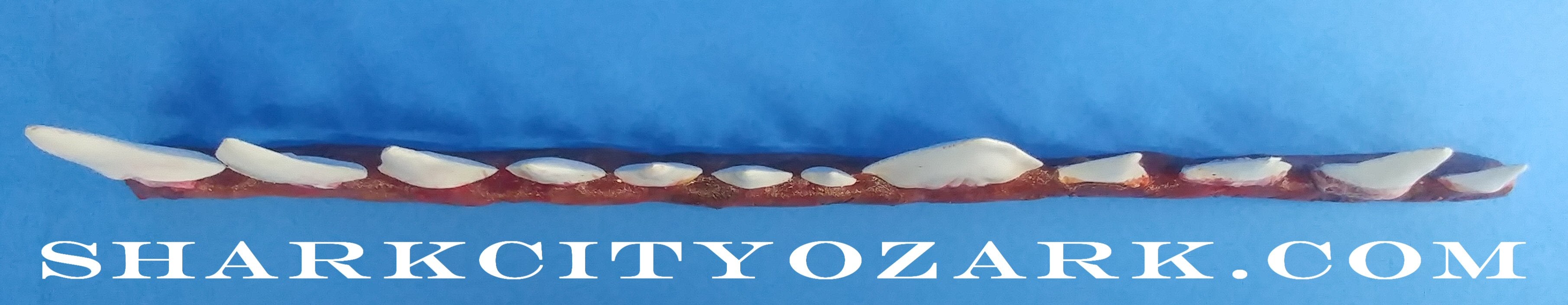 SCO's Bruce Shark Teeth Collector's Set