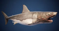 Shark with an open mouth against a blue sky, featuring the text 'SHARKCITYOZARK.COM'.