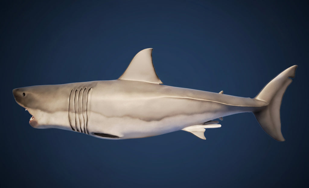 Shark model on a blue background with 'Shark City Ozark' text. Brucette jaws 2 shark