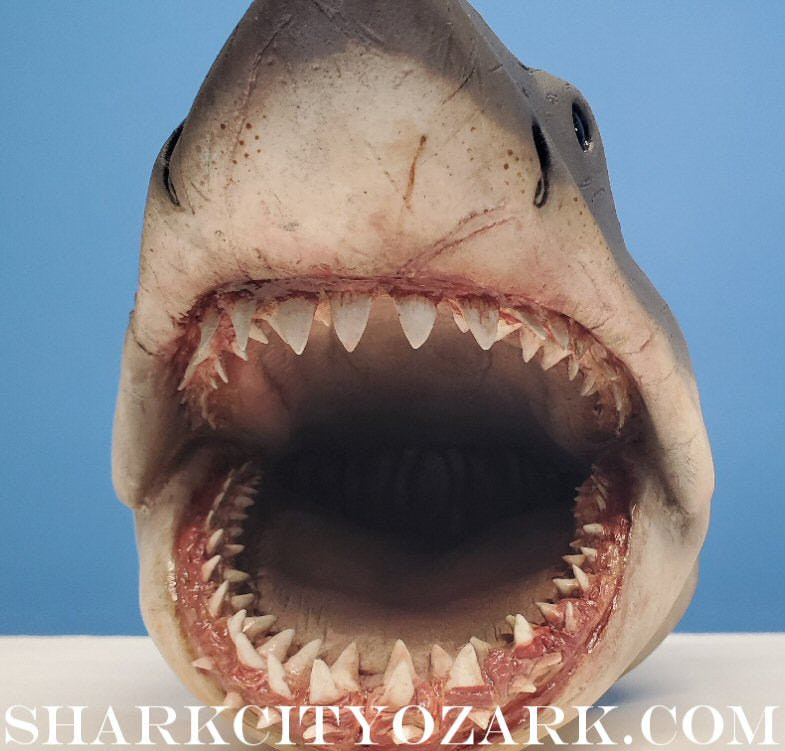 1:8 Scale ORIGINAL 2007 Shelf Shark Bust, now UPDATED!