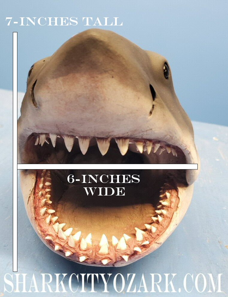 1:8 Scale HALF Length Shelf Shark with Dorsal