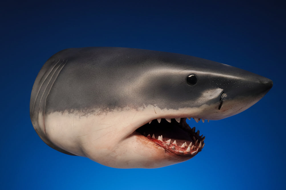 Shark model on a blue background. great white shark
