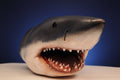 Shark model with open mouth on a blue background