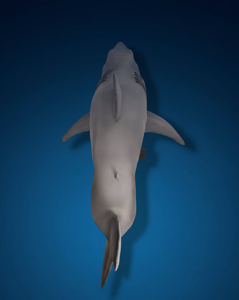 Shark model against a blue and white background. jaws shark bruce shark