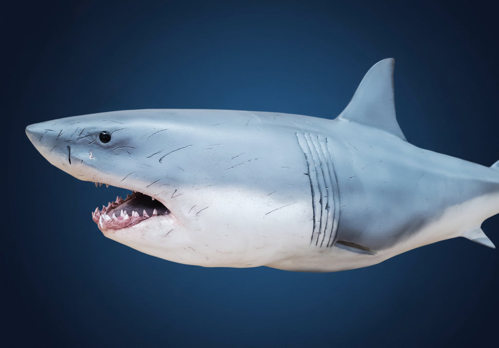 Model of a shark . great white shark attack
