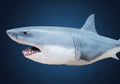 Model of a shark . great white shark attack