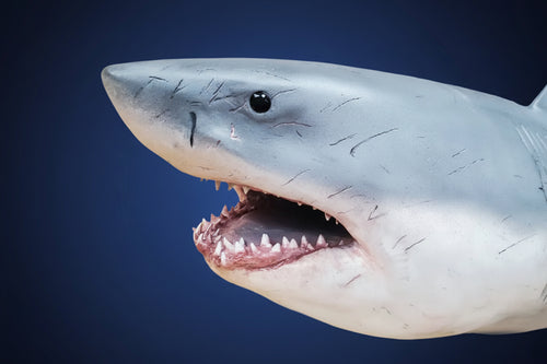 Close-up of a shark model great white shark attack