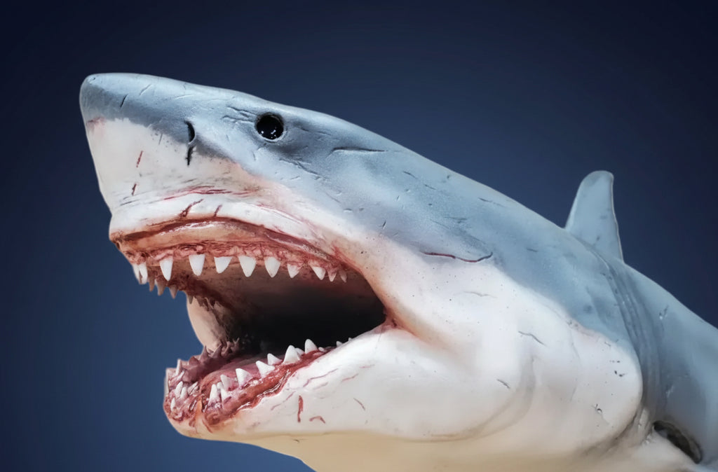 Close-up of a shark with an open mouth, showing teeth, on a white background. great white shark attack