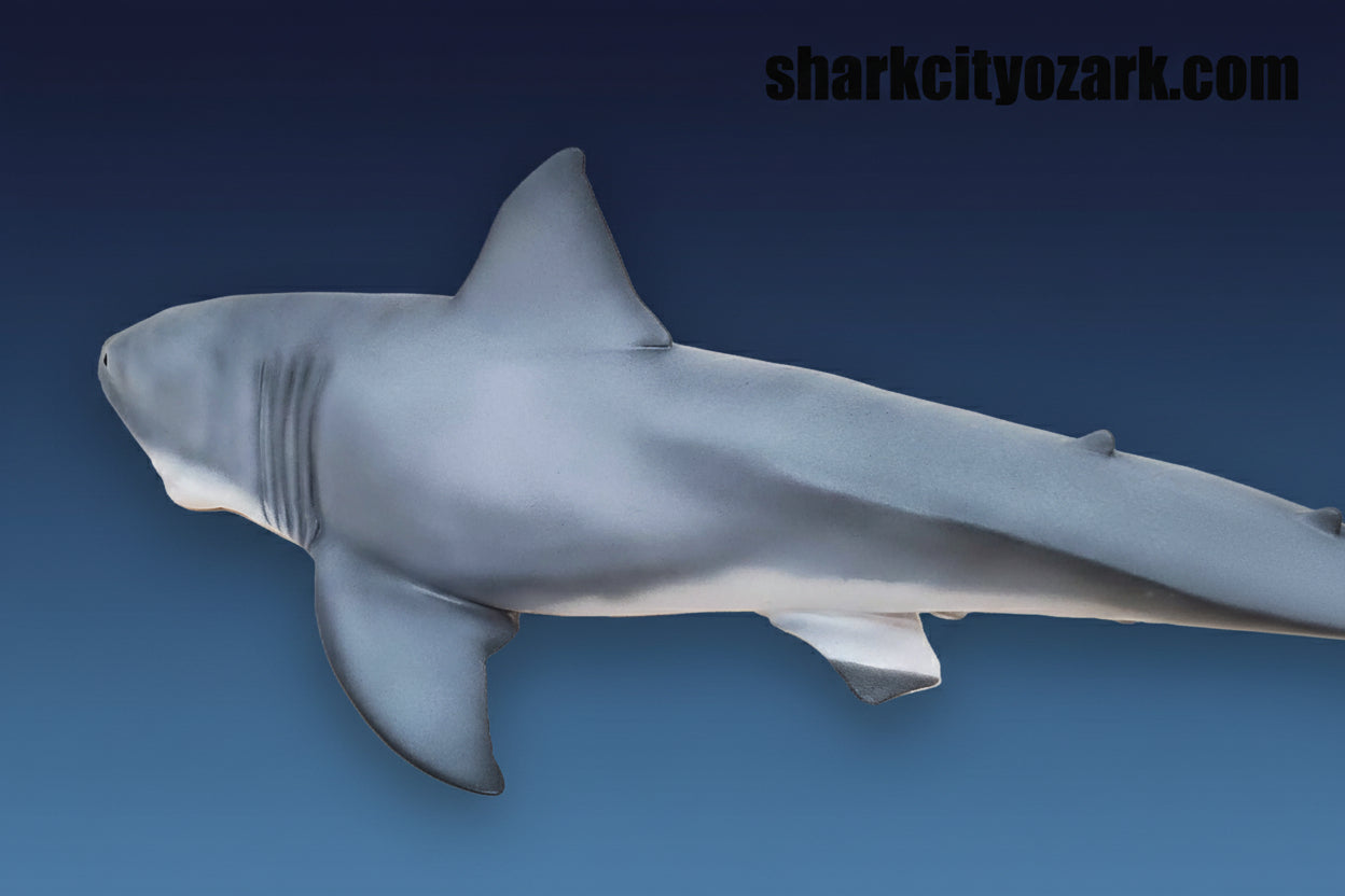 Shark on a white background with 'sharkcityozark.com' text. jaws 3d shark