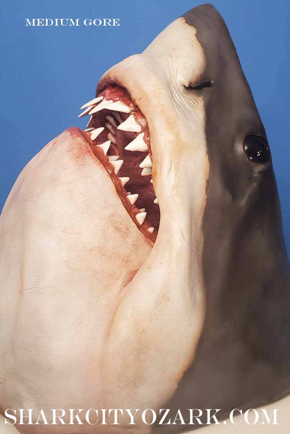 Shark with open mouth showing teeth against a blue background. great white shark