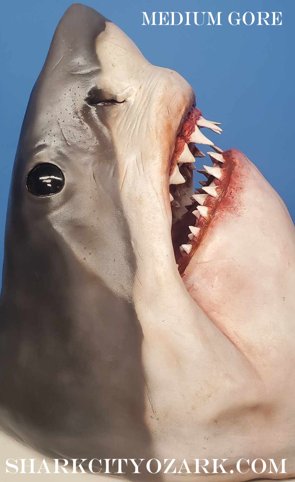Shark with open mouth showing teeth against a blue background. great white shark