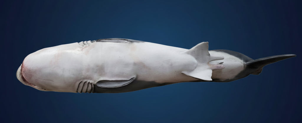 Model of a shark on a blue background jaws shark bruce