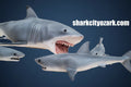 Three sharks with an open mouth on a white background, featuring the text 'sharkcityozark.com'. jaws 3d shark and baby