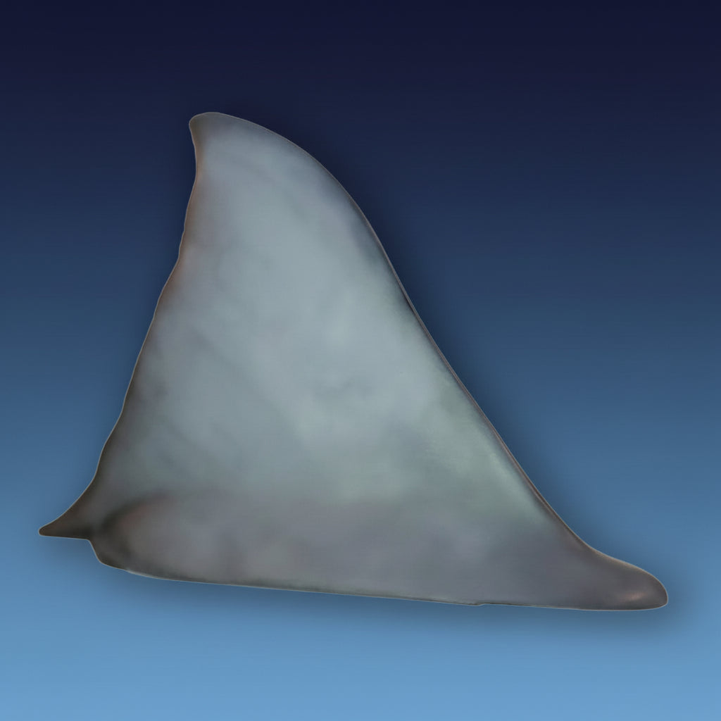 Shark fin with 'Shark City Gear' logo on a white background jaws shark fin