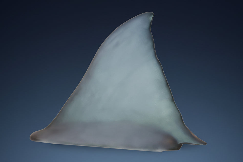 Shark fin with a shark logo in the corner on a white background. jaws shark fin