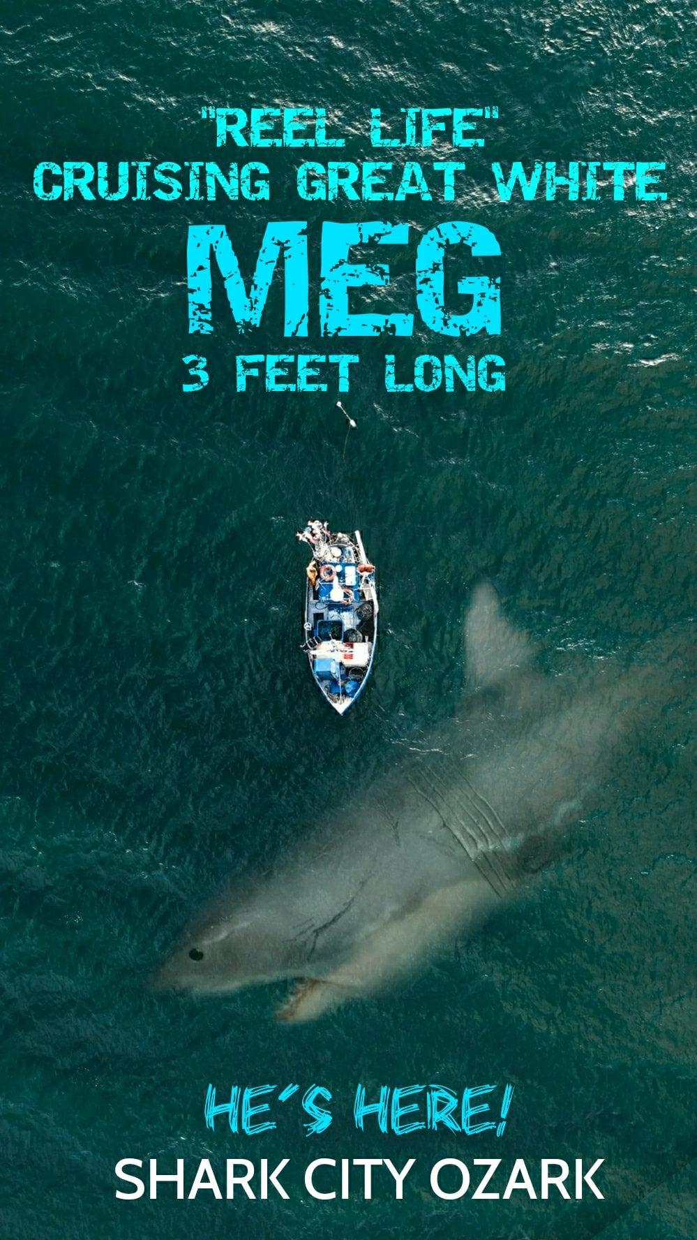 "Reel Life": 3-Foot Cruising Great White Meg