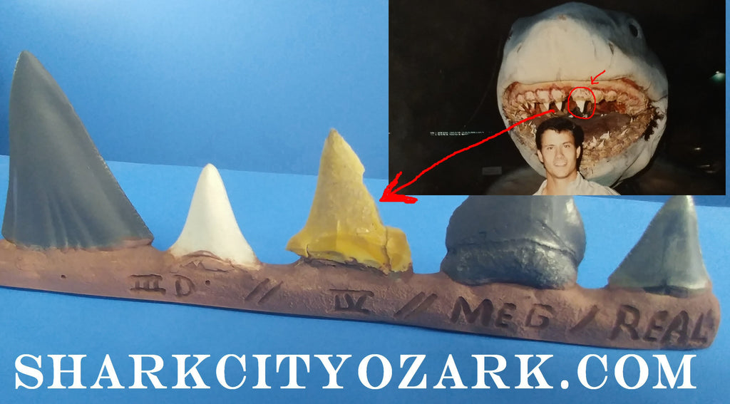 SCO's Bruce Shark Teeth Collector's Set