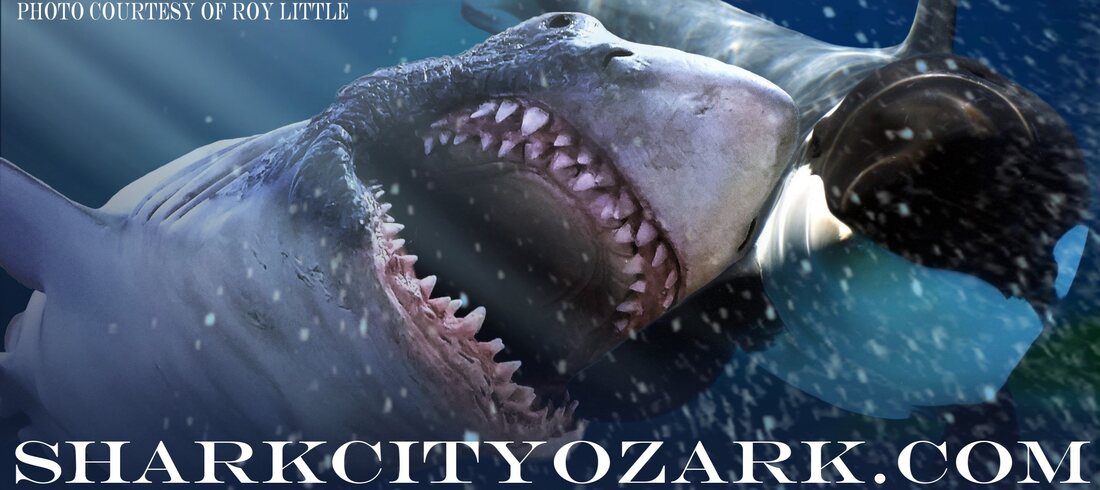 Shark with open mouth in underwater setting, featuring 'Shark City Ozark' website.