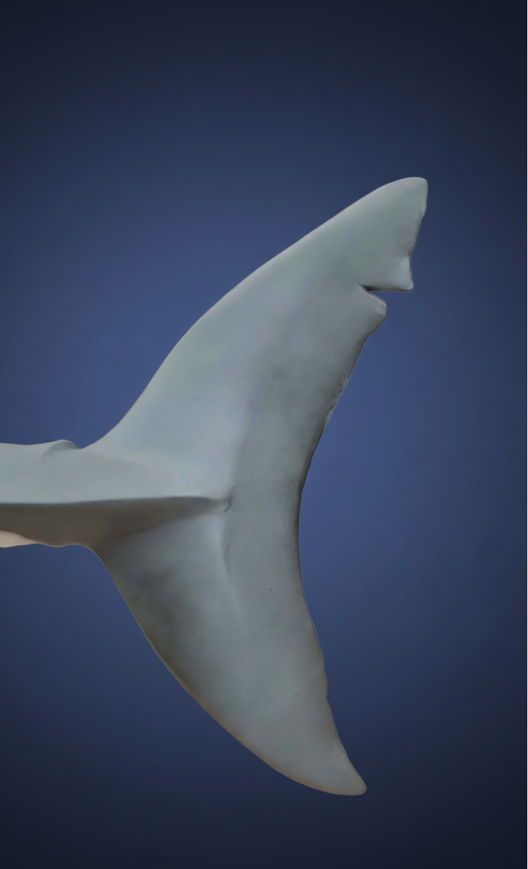 Shark dorsal fin with dark blue gradient background