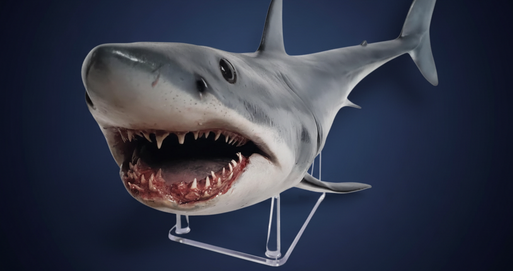 Shark head close-up with dark blue gradient background. mako shark