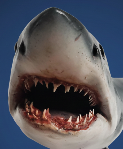 Shark head replica without display stand. mako shark
