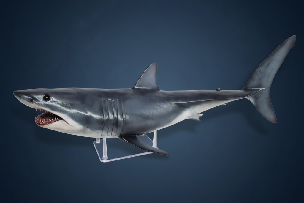 Shark replica with dark blue gradient background. mako shark