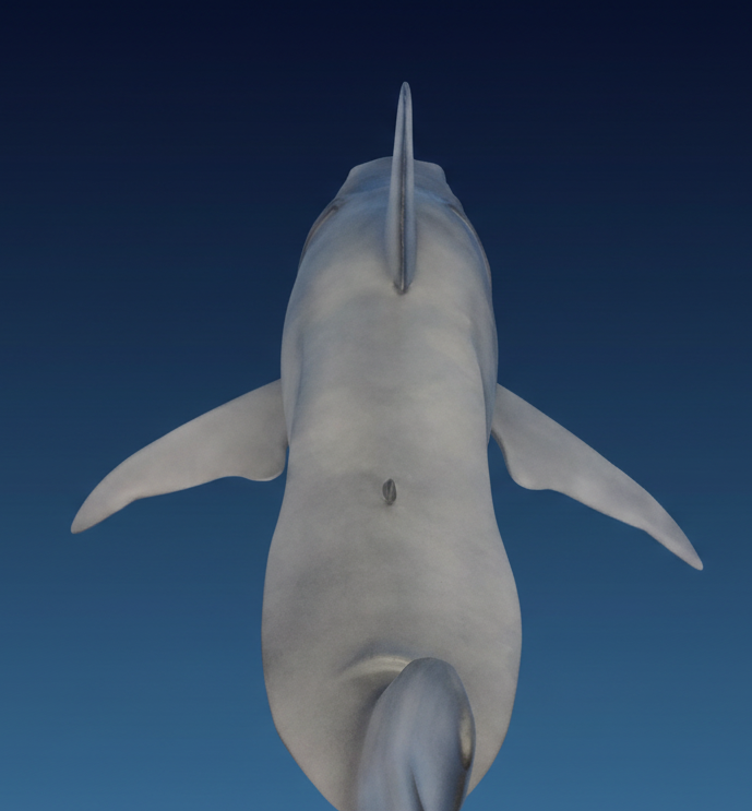 Shark sculpture on dark gradient blue background jaws shark bruce