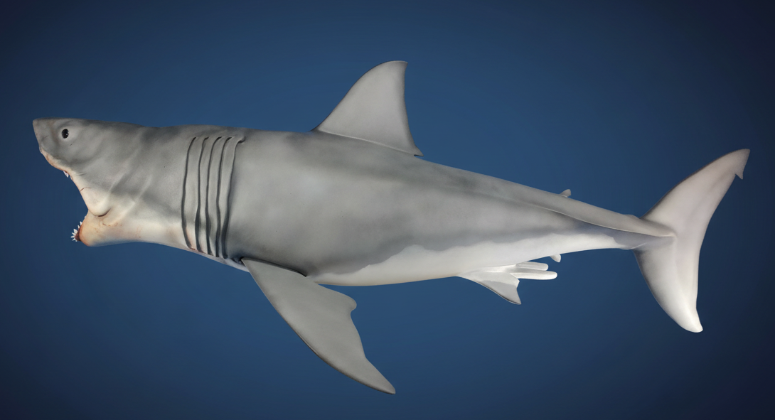 Shark sculpture on dark gradient blue background jaws shark