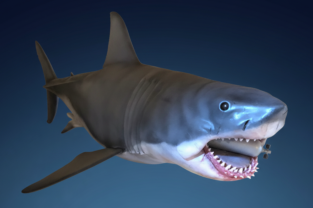 Shark sculpture on dark gradient blue background bruce jaws shark