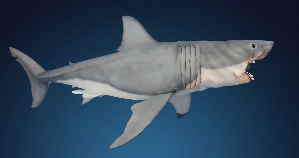 Shark sculpture on dark gradient blue background jaws shark bruce