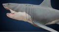 1:6+ Scale Master "Hefty" Bruce Shark - Pre-Order