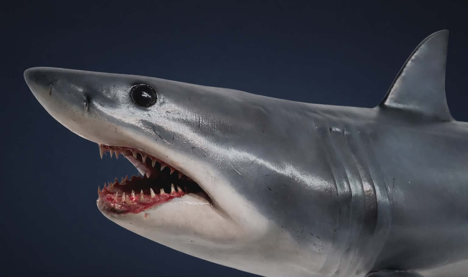 REEL Life: The Mako